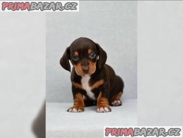 Jezevčík hladkosrstý trpasličí