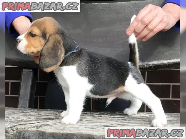 Bígl štěňátka s PP