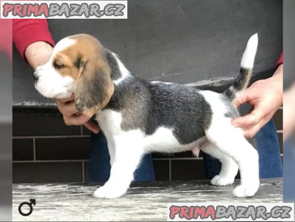 Bígl štěňátka s PP