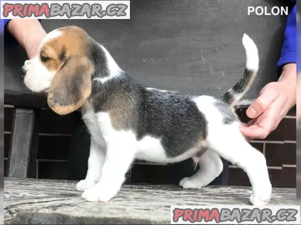 Bígl štěňátka s PP