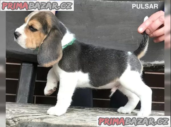 Bígl štěňátka s PP