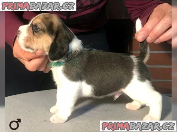 Bígl štěňátka s PP