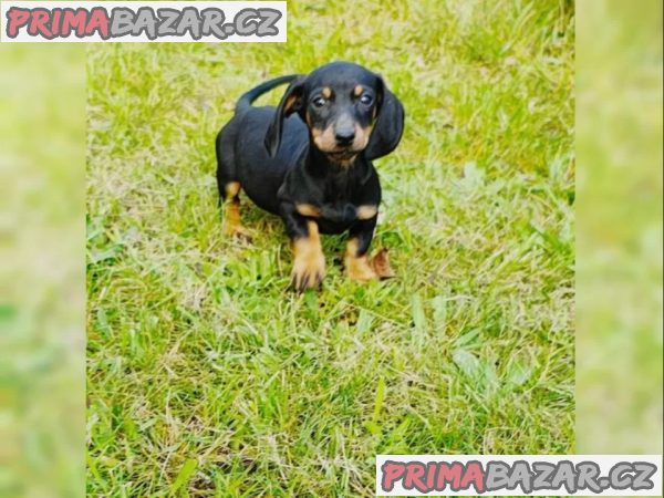 Jezevčík hladkosrstý bez PP