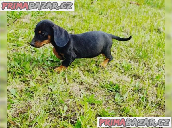 Jezevčík hladkosrstý bez PP