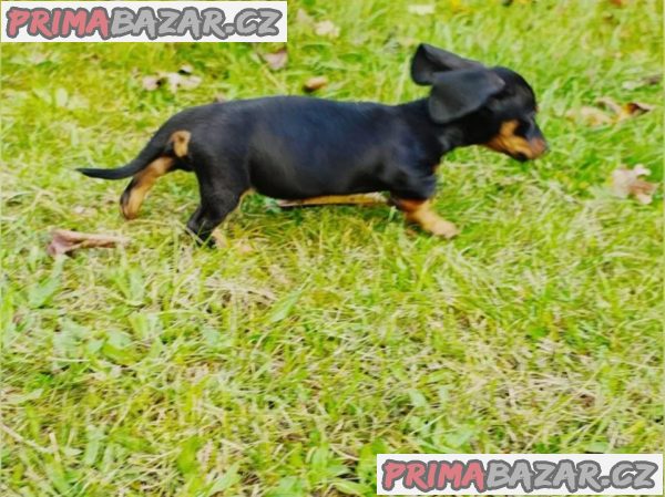 Jezevčík hladkosrstý bez PP