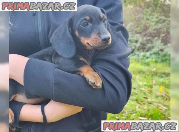 Jezevčík hladkosrstý bez PP