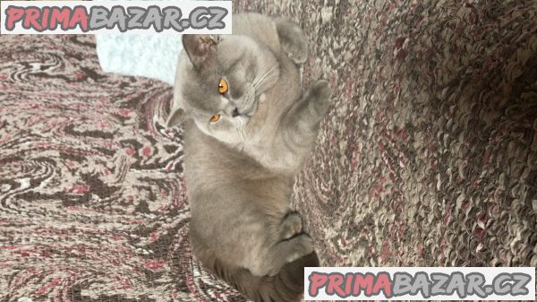 Britský kocourek ke krytí