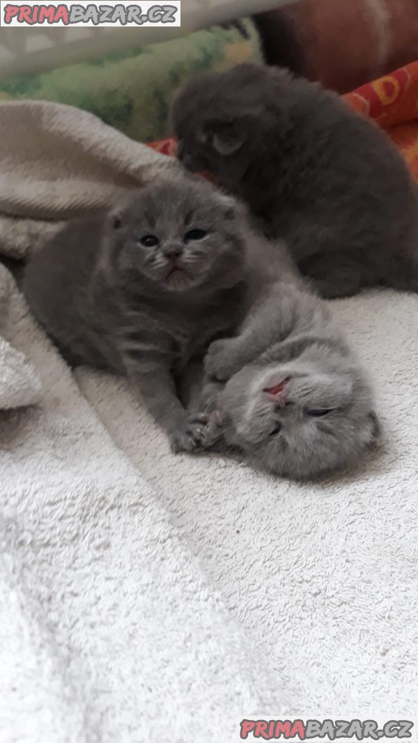 Britský kocourek ke krytí