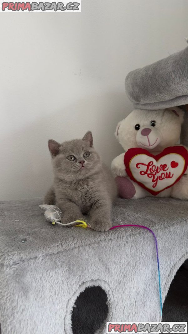 Britský kocourek ke krytí