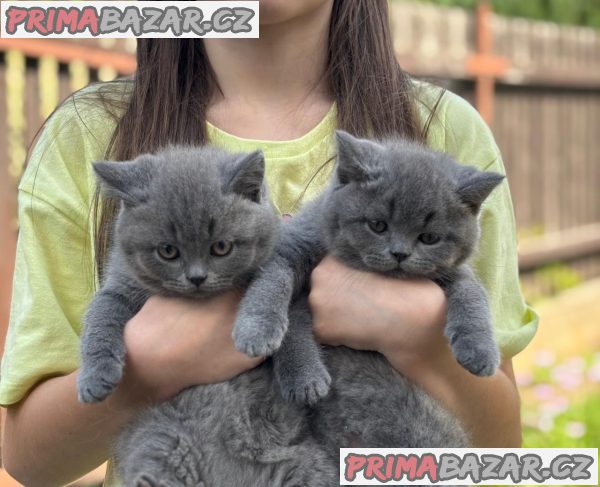 Britský kocourek ke krytí