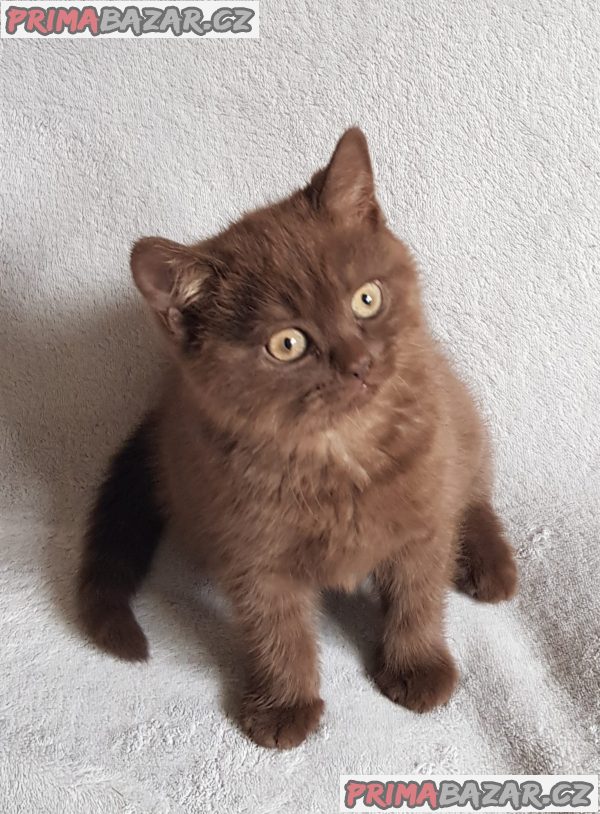 Britský kocourek ke krytí