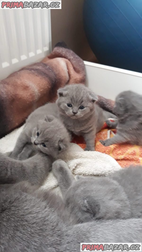 Britský kocourek ke krytí