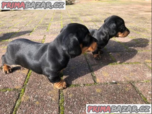 Jezevčík Štěňata