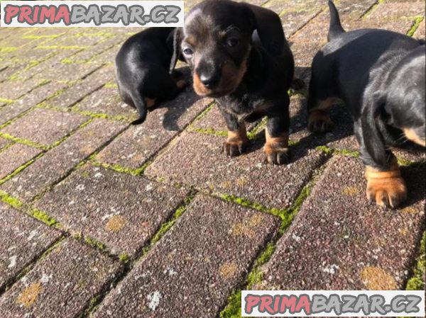 Jezevčík Štěňata