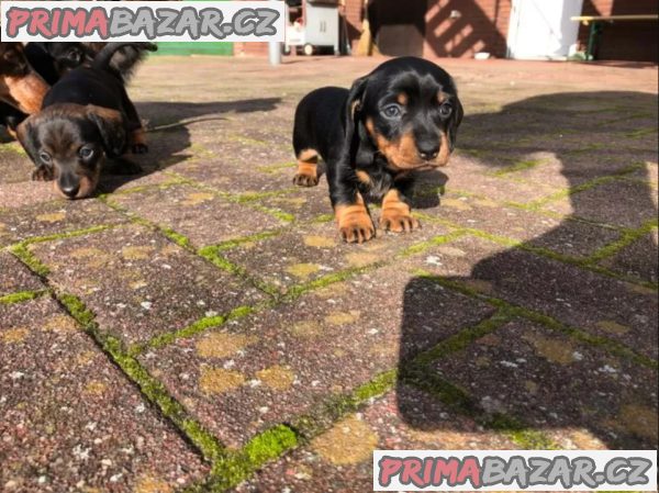 Jezevčík Štěňata