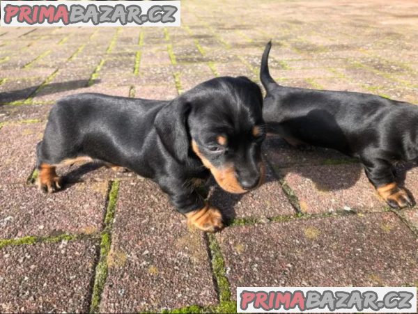 Jezevčík Štěňata