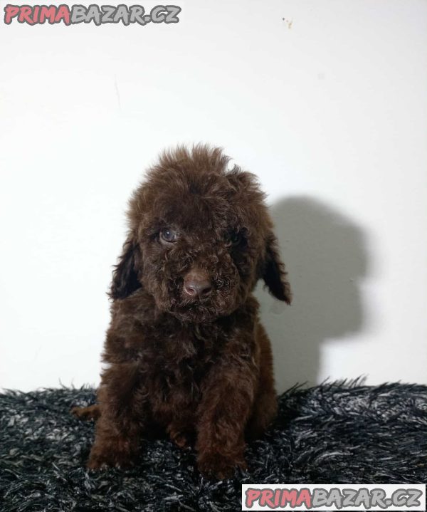 Toy poodle puppies
