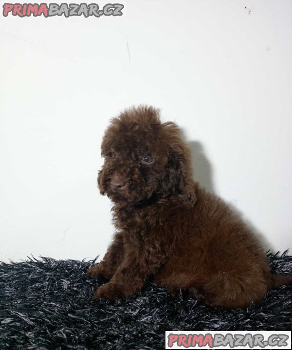 Toy poodle puppies