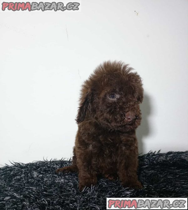 Toy poodle puppies