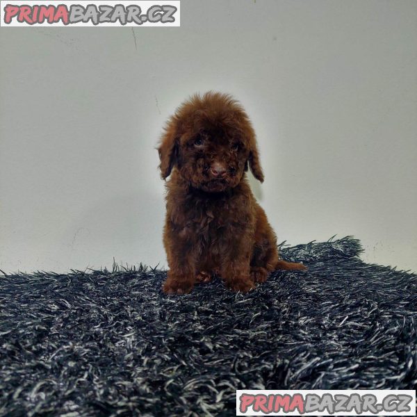 Toy poodle puppies