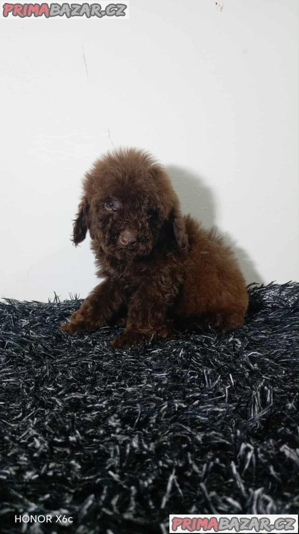 Toy poodle puppies