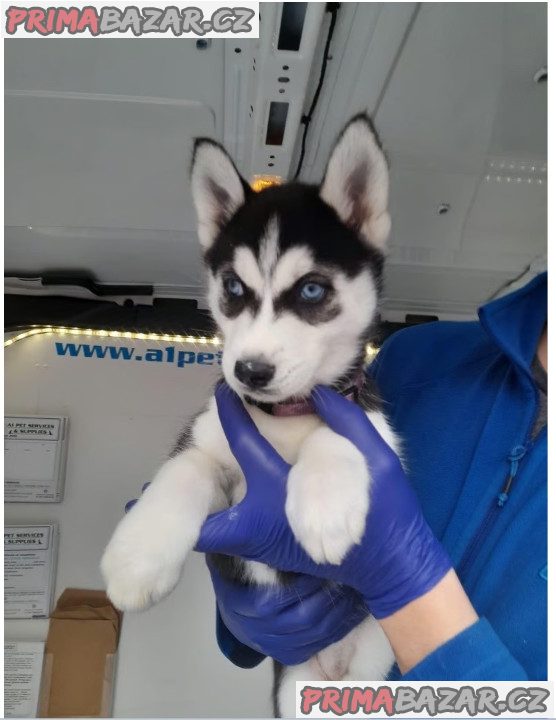 Sibiřský husky Sibiřský husky