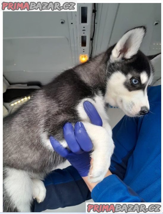 Sibiřský husky Sibiřský husky