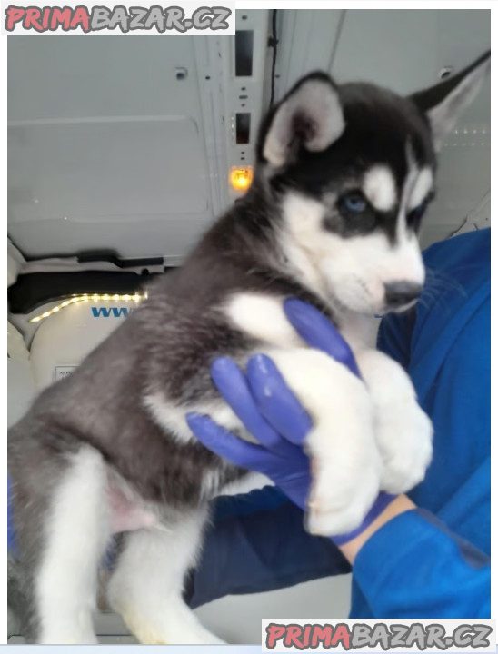 Sibiřský husky Sibiřský husky