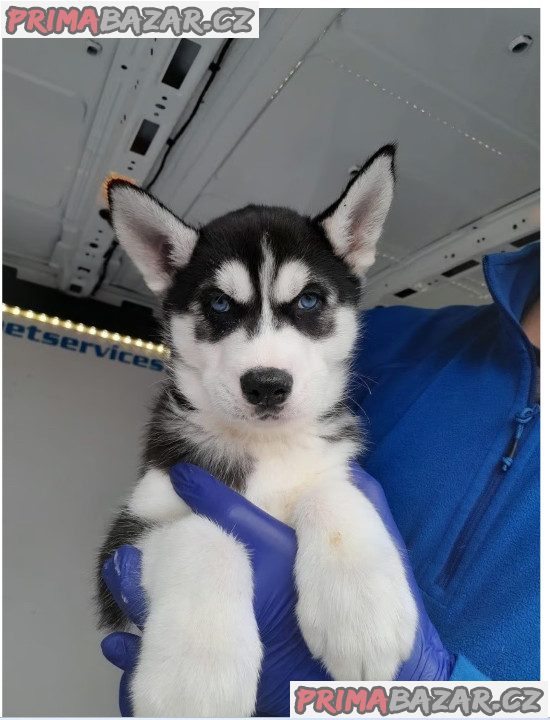 Sibiřský husky Sibiřský husky