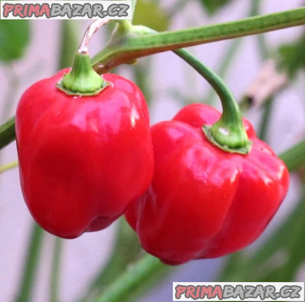 Chilli Habanero Red Caribbean - SEMENA
