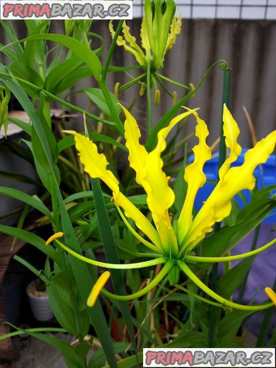 Gloriosa superba Lutea - semena