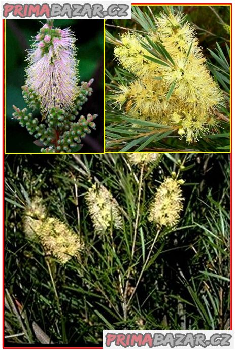 Mrazuvzdorný Callistemon Sieberi - Štětkovec - semena
