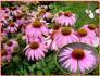 Echinacea Purpurea - Třapatka nachová - semena
