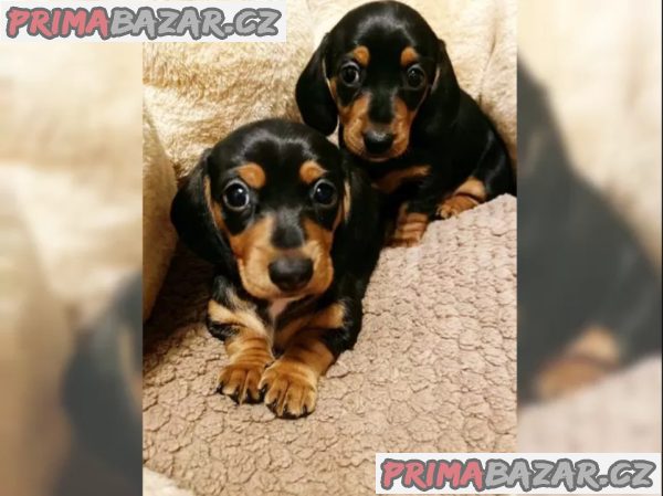 Jezevčík hladkosrstý trpasličí