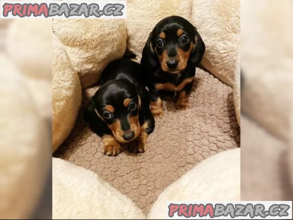 Jezevčík hladkosrstý trpasličí Jezevčík hladkosrstý trpasličí