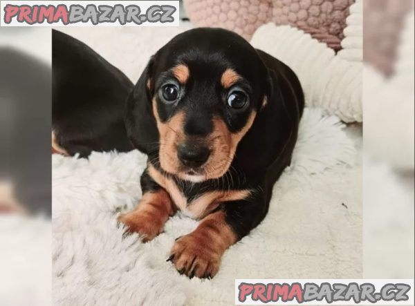 Jezevčík hladkosrstý trpasličí Jezevčík hladkosrstý trpasličí