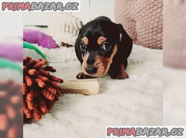 Jezevčík hladkosrstý trpasličí Jezevčík hladkosrstý trpasličí