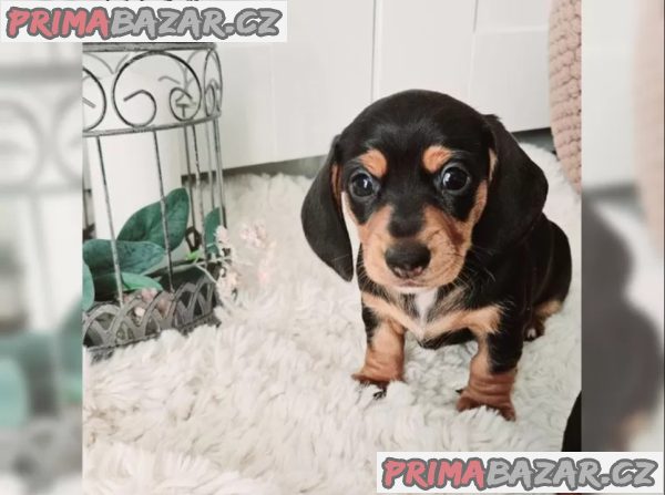 Jezevčík hladkosrstý trpasličí Jezevčík hladkosrstý trpasličí