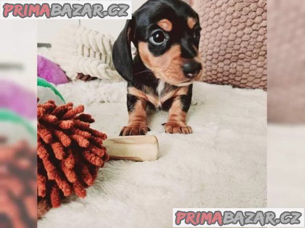 Jezevčík hladkosrstý trpasličí Jezevčík hladkosrstý trpasličí