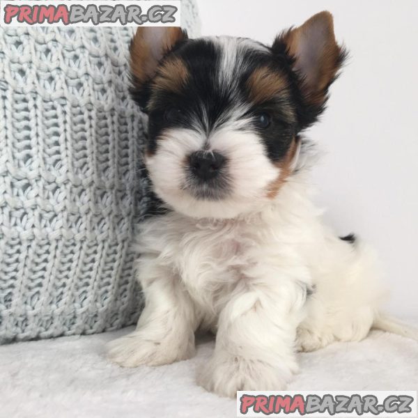 Biewer Jorkšírský teriér bez PP