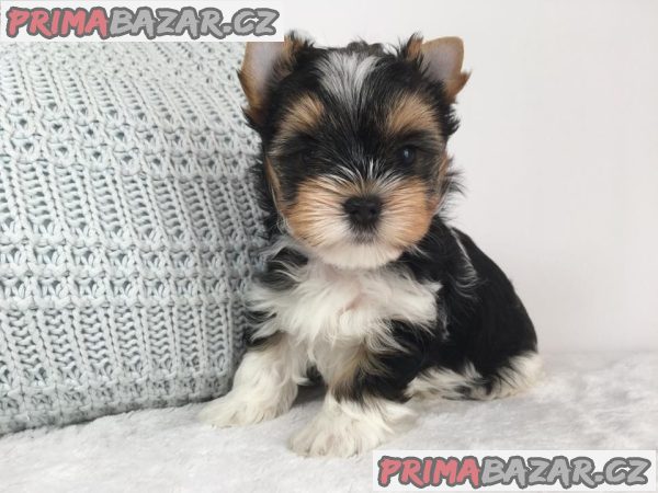 Biewer Jorkšírský teriér bez PP