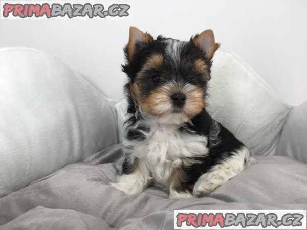 Biewer Jorkšírský teriér bez PP