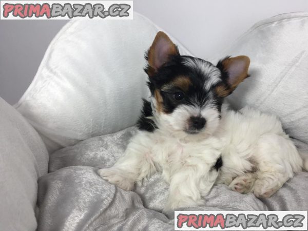 Biewer Jorkšírský teriér bez PP