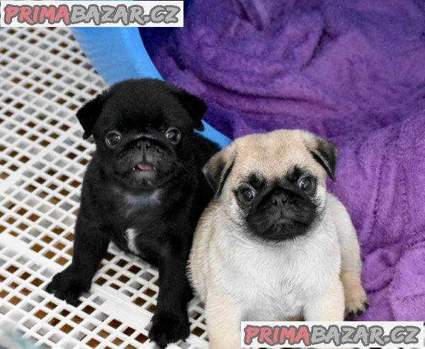 Prodávám mopslíky