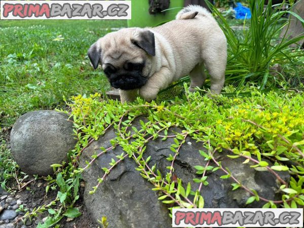 Prodávám mopslíky