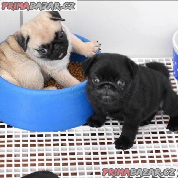 Prodávám mopslíky