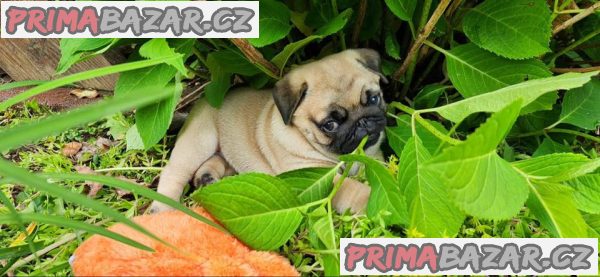 Prodávám mopslíky