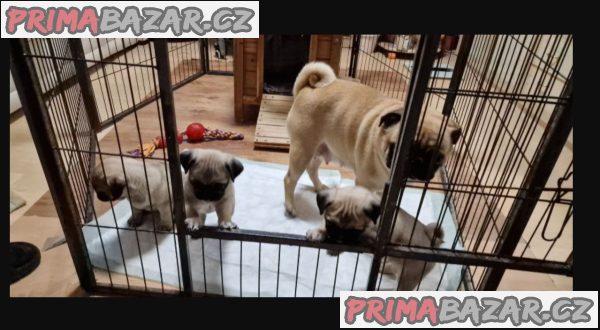 Mopslík s průkazem původu Mopslík s průkazem původu