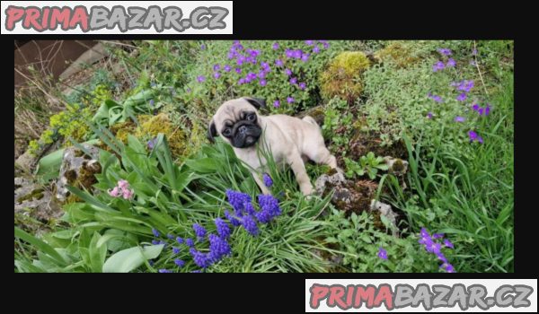 Mopslík s průkazem původu Mopslík s průkazem původu