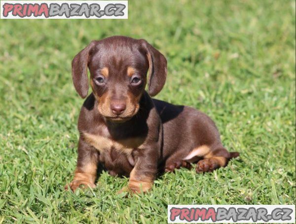 Prodám štěňátko Jezevčík, hladkosrstý fenečka. Prodám štěňátko Jezevčík, hladkosrstý fenečka.